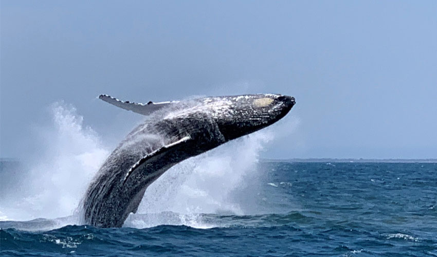 Whales in Noosa