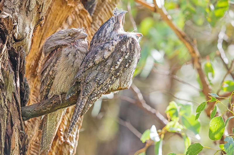 A Pair of Tawny Frogmouths