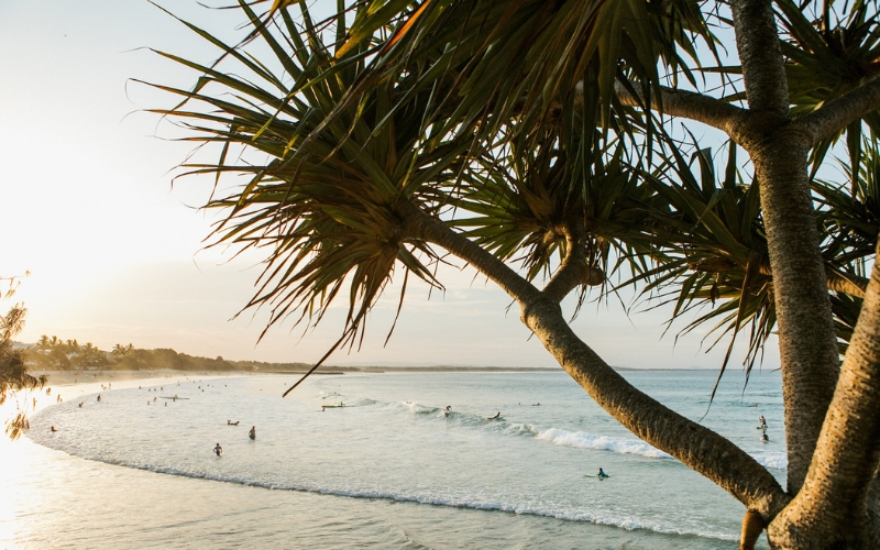 pandanus tree at noosa main beach